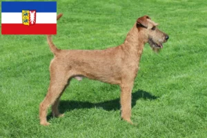 Scopri di più sull'articolo Allevatori di Irish Terrier e cuccioli in Schleswig-Holstein