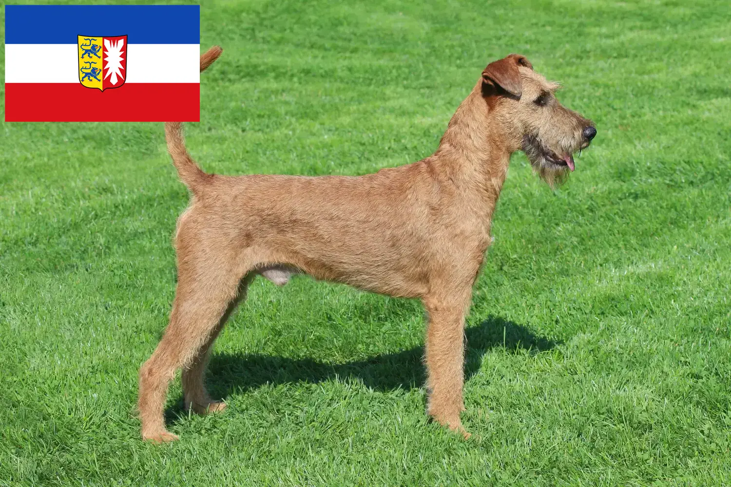 Scopri di più sull'articolo Allevatori di Irish Terrier e cuccioli in Schleswig-Holstein