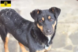 Scopri di più sull'articolo Allevatori e cuccioli di German Hunting Terrier in Baden-Württemberg