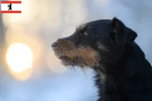 Scopri di più sull'articolo Allevatore di Terrier Tedesco da Caccia e cuccioli a Berlino