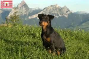 Scopri di più sull'articolo Allevatore di Terrier Tedesco da Caccia e cuccioli a Brema