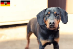 Scopri di più sull'articolo Allevatori di Terrier Tedesco da Caccia e cuccioli in Saarland