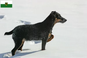 Scopri di più sull'articolo Allevamenti e cuccioli di Terrier Tedesco da Caccia in Sassonia