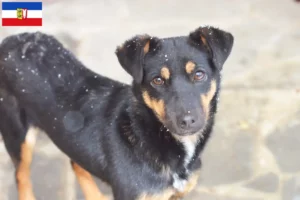 Scopri di più sull'articolo Allevatori di Terrier Tedesco da Caccia e cuccioli in Schleswig-Holstein