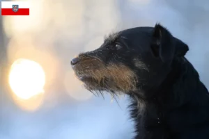 Scopri di più sull'articolo Allevatori di Terrier Tedesco da Caccia e cuccioli in Turingia