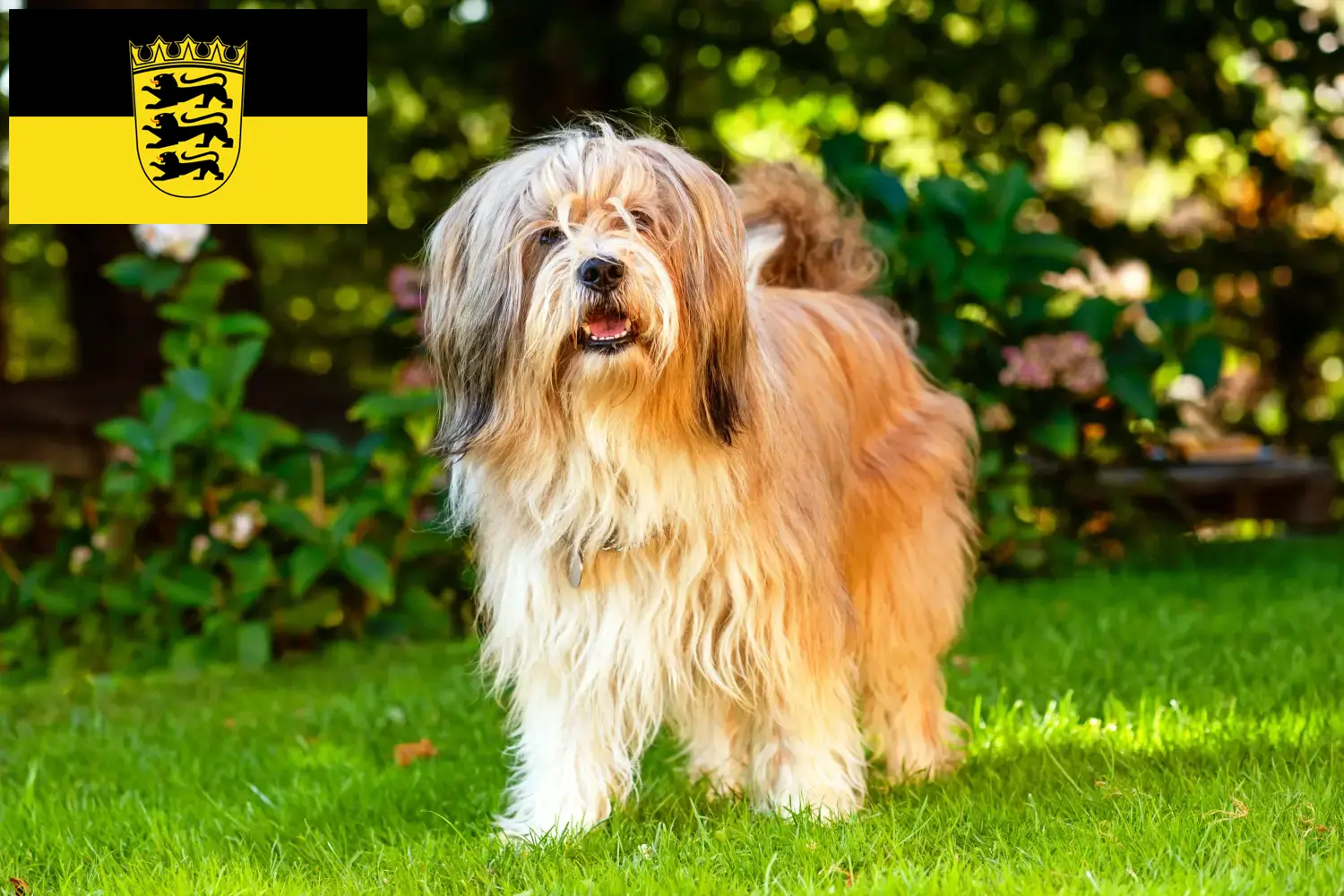 Scopri di più sull'articolo Allevatori e cuccioli di Tibetan Terrier in Baden-Württemberg