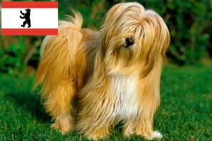 Scopri di più sull'articolo Allevatori di Tibetan Terrier e cuccioli a Berlino