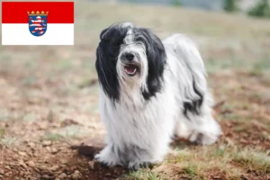 Scopri di più sull'articolo Allevatori di Tibetan Terrier e cuccioli in Assia