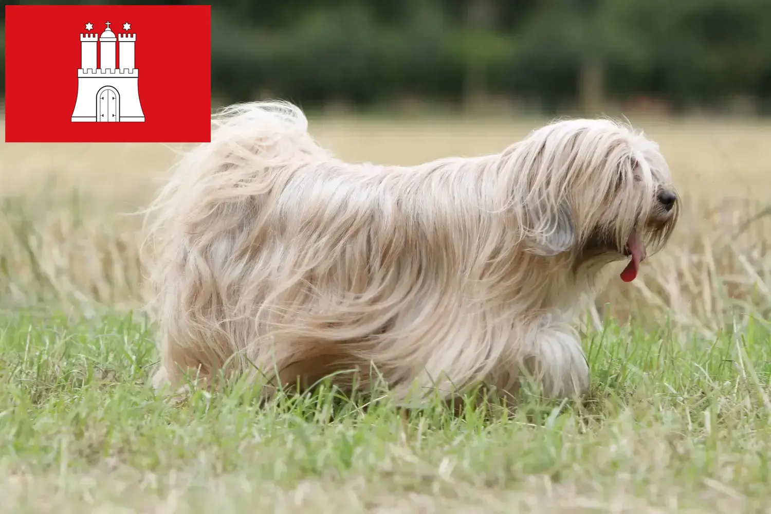 Scopri di più sull'articolo Allevatori e cuccioli di Tibetan Terrier a Amburgo