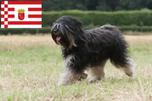 Scopri di più sull'articolo Allevatore di Terrier Tibetano e Cuccioli a Brema