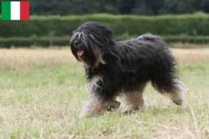 Scopri di più sull'articolo Allevatori di Tibetan Terrier e cuccioli in Italia