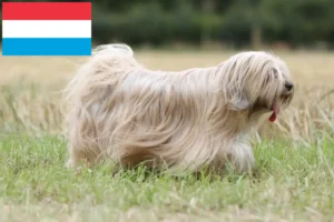 Scopri di più sull'articolo Allevatori di Tibetan Terrier e cuccioli in Lussemburgo