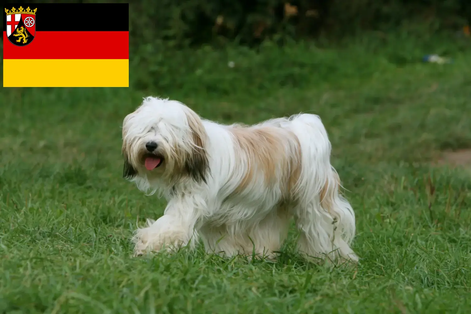 Scopri di più sull'articolo Allevatori di Tibetan Terrier e cuccioli in Renania-Palatinato