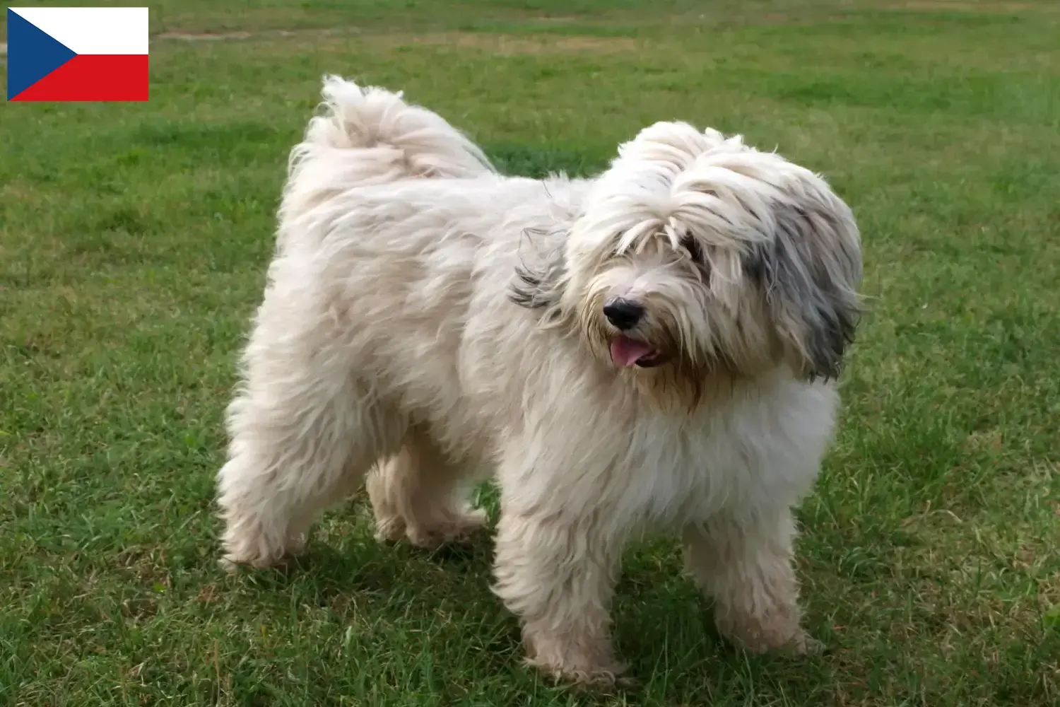 Scopri di più sull'articolo Allevatori di Tibetan Terrier e cuccioli in Repubblica Ceca