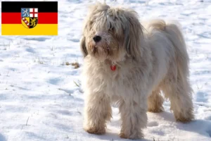 Scopri di più sull'articolo Allevatori di Tibetan Terrier e cuccioli in Saarland