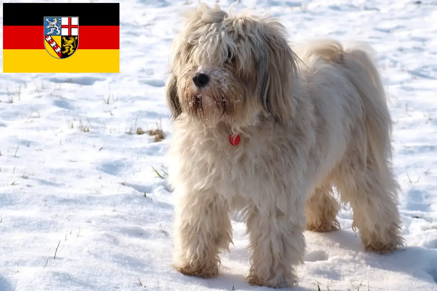 Scopri di più sull'articolo Allevatori di Tibetan Terrier e cuccioli in Saarland