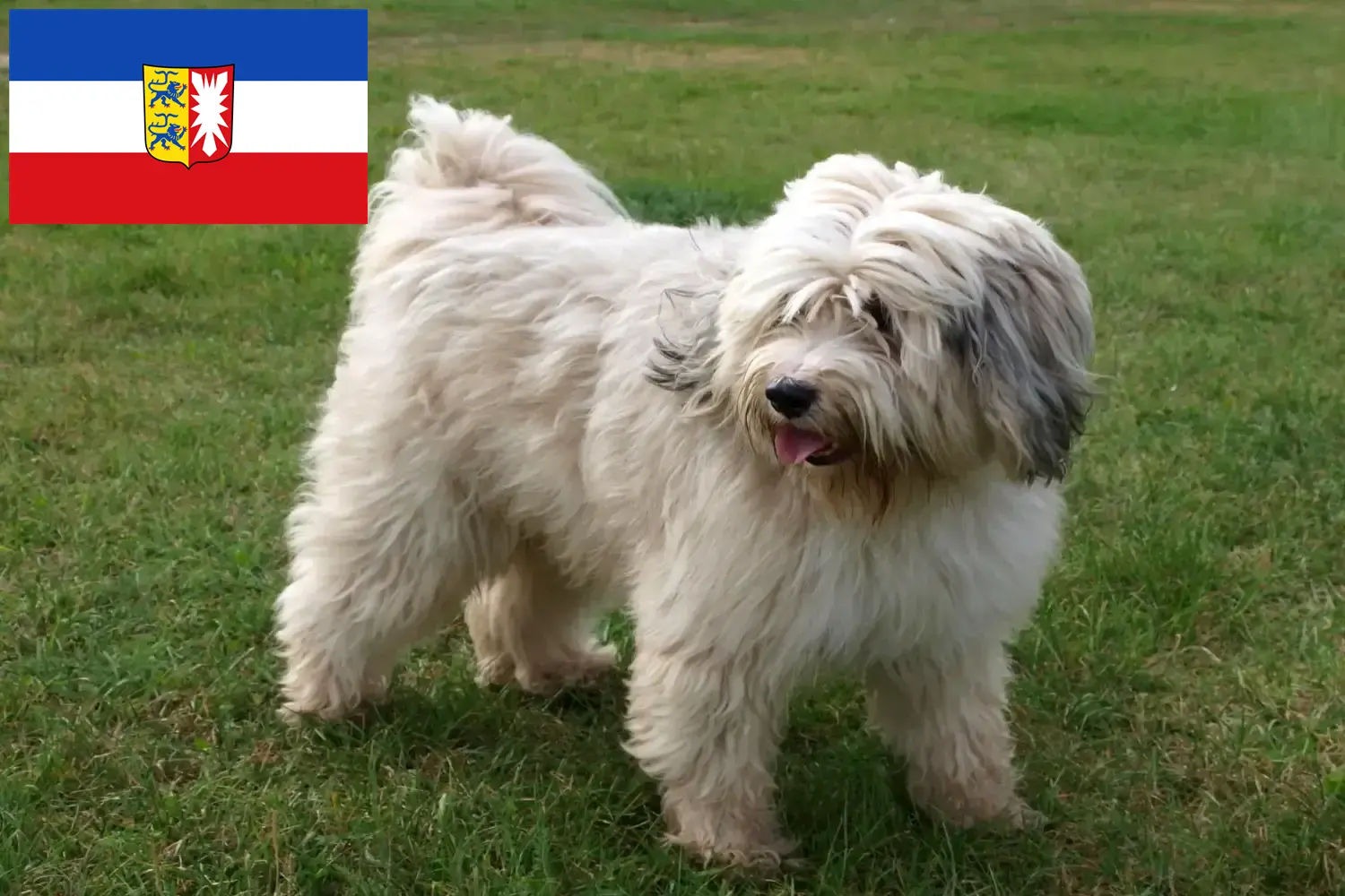 Scopri di più sull'articolo Allevatori di Tibetan Terrier e cuccioli in Schleswig-Holstein