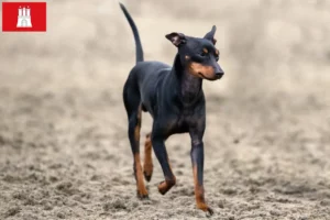 Scopri di più sull'articolo Allevatori di English Toy Terrier e cuccioli a Amburgo