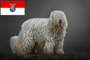 Scopri di più sull'articolo Allevatori di Komondor e cuccioli a Hessen