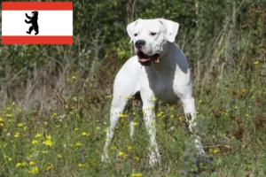 Scopri di più sull'articolo Allevatori di Dogo Argentino e cuccioli a Berlino