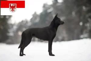 Scopri di più sull'articolo Allevatori di Kelpie Australiani e cuccioli a Brandeburgo