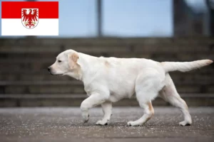 Scopri di più sull'articolo Allevatori di Labrador e cuccioli a Brandeburgo