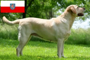 Scopri di più sull'articolo Allevatori di Labrador e cuccioli in Turingia