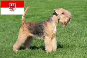 Scopri di più sull'articolo Allevatori di Lakeland Terrier e cuccioli a Brandeburgo