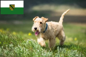 Scopri di più sull'articolo Allevatori di Lakeland Terrier e cuccioli in Sassonia