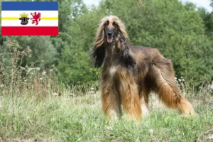 Scopri di più sull'articolo Allevatori di Afghan Hound e cuccioli in Mecklenburg-Vorpommern