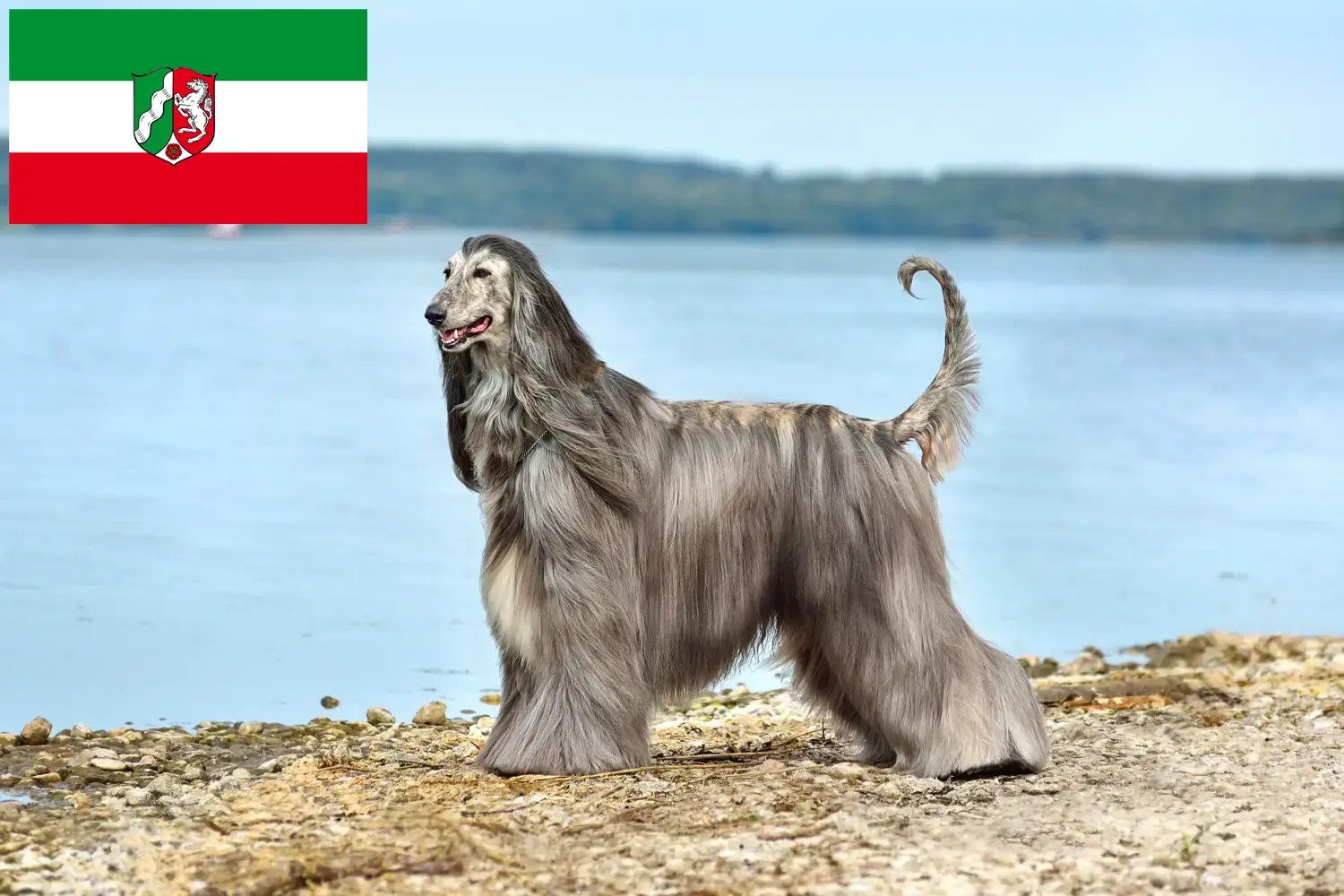 Scopri di più sull'articolo Allevatori e cuccioli di Afghan Hound in Nord Reno-Westfalia