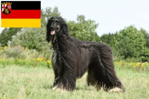 Scopri di più sull'articolo Allevatori e cuccioli di Afghan Hound in Renania-Palatinato