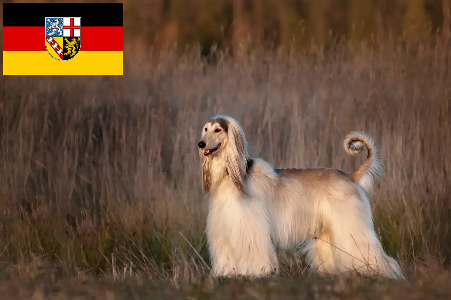 Scopri di più sull'articolo Allevatori di levrieri afgani e cuccioli in Saarland