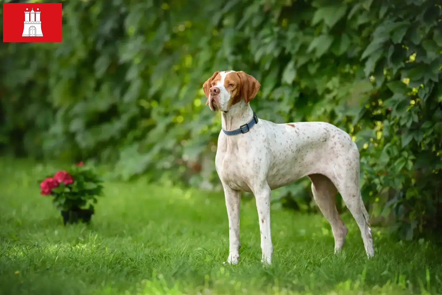 Scopri di più sull'articolo Allevatori e cuccioli di Pointer inglese a Amburgo