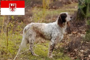 Scopri di più sull'articolo Allevatori e cuccioli di Setter Inglese a Brandeburgo