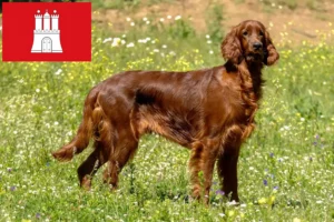 Scopri di più sull'articolo Allevatori e cuccioli di Setter Rosso Irlandese a Amburgo