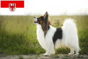 Scopri di più sull'articolo Allevatore di Spaniel Nani Continentali e cuccioli in Brandeburgo