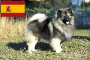 Scopri di più sull'articolo Allevatori di Spitz e cuccioli in Spagna