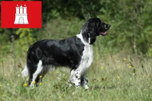 Scopri di più sull'articolo Allevatori di Springer Spaniel Inglese e cuccioli a Amburgo