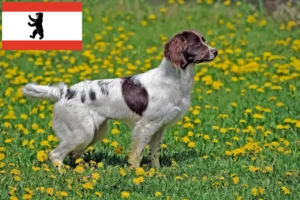 Scopri di più sull'articolo Allevatori di Springer Spaniel Inglese e cuccioli a Berlino