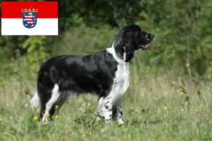 Scopri di più sull'articolo Allevatori di Springer Spaniel Inglese e cuccioli in Assia