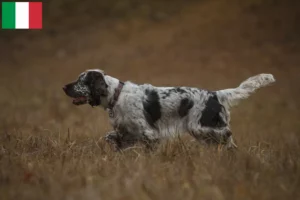 Scopri di più sull'articolo Allevatori di Springer Spaniel Inglese e cuccioli in Italia