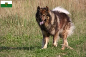 Scopri di più sull'articolo Allevatori di Eurasier e cuccioli in Sassonia