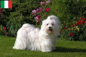 Scopri di più sull'articolo Allevatori e cuccioli di Havanese in Italia