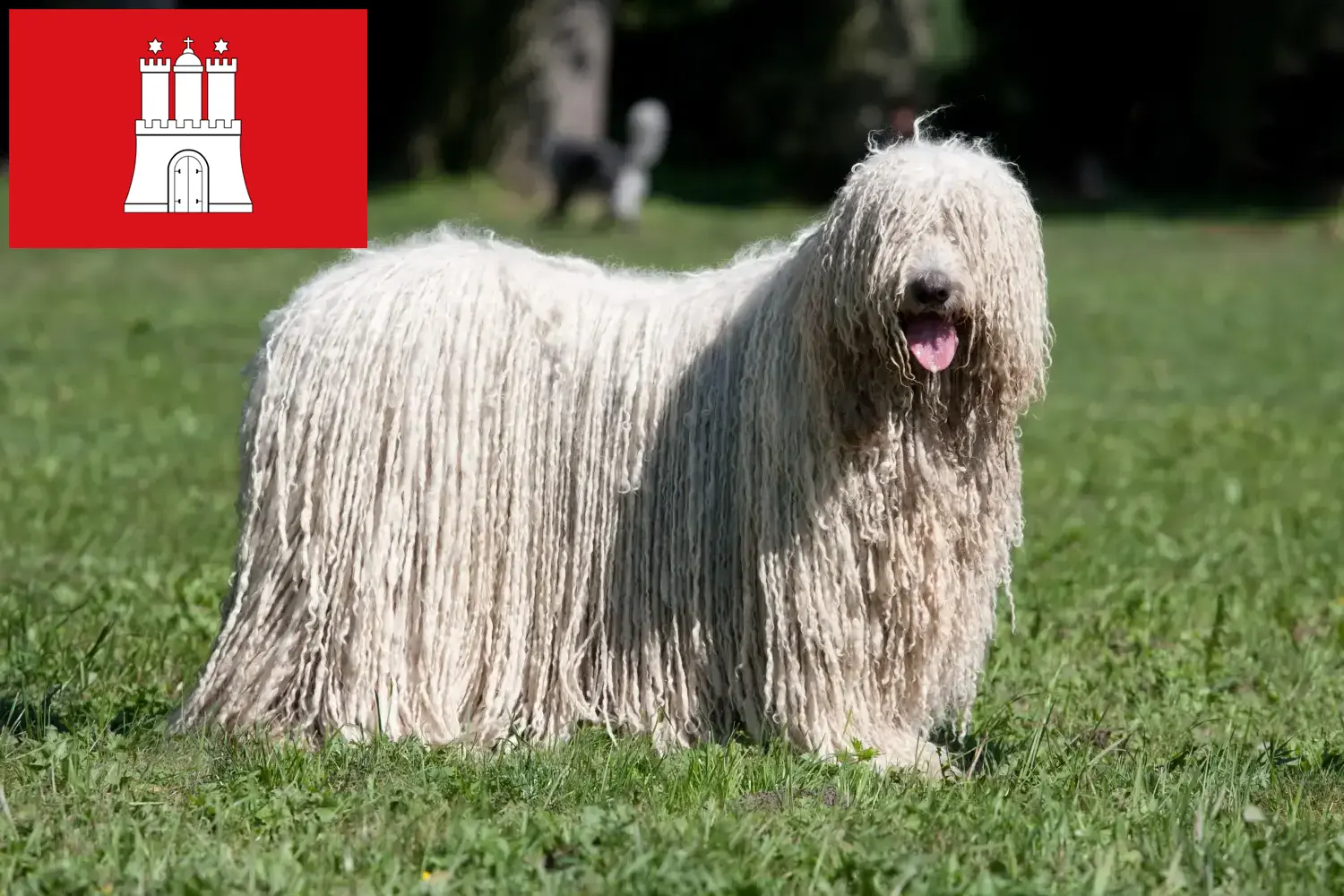 Scopri di più sull'articolo Allevatori di Komondor e cuccioli a Amburgo