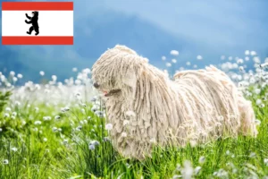 Scopri di più sull'articolo Allevatori di Komondor e cuccioli a Berlino