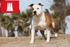 Scopri di più sull'articolo Allevatori di American Staffordshire Terrier e cuccioli a Amburgo