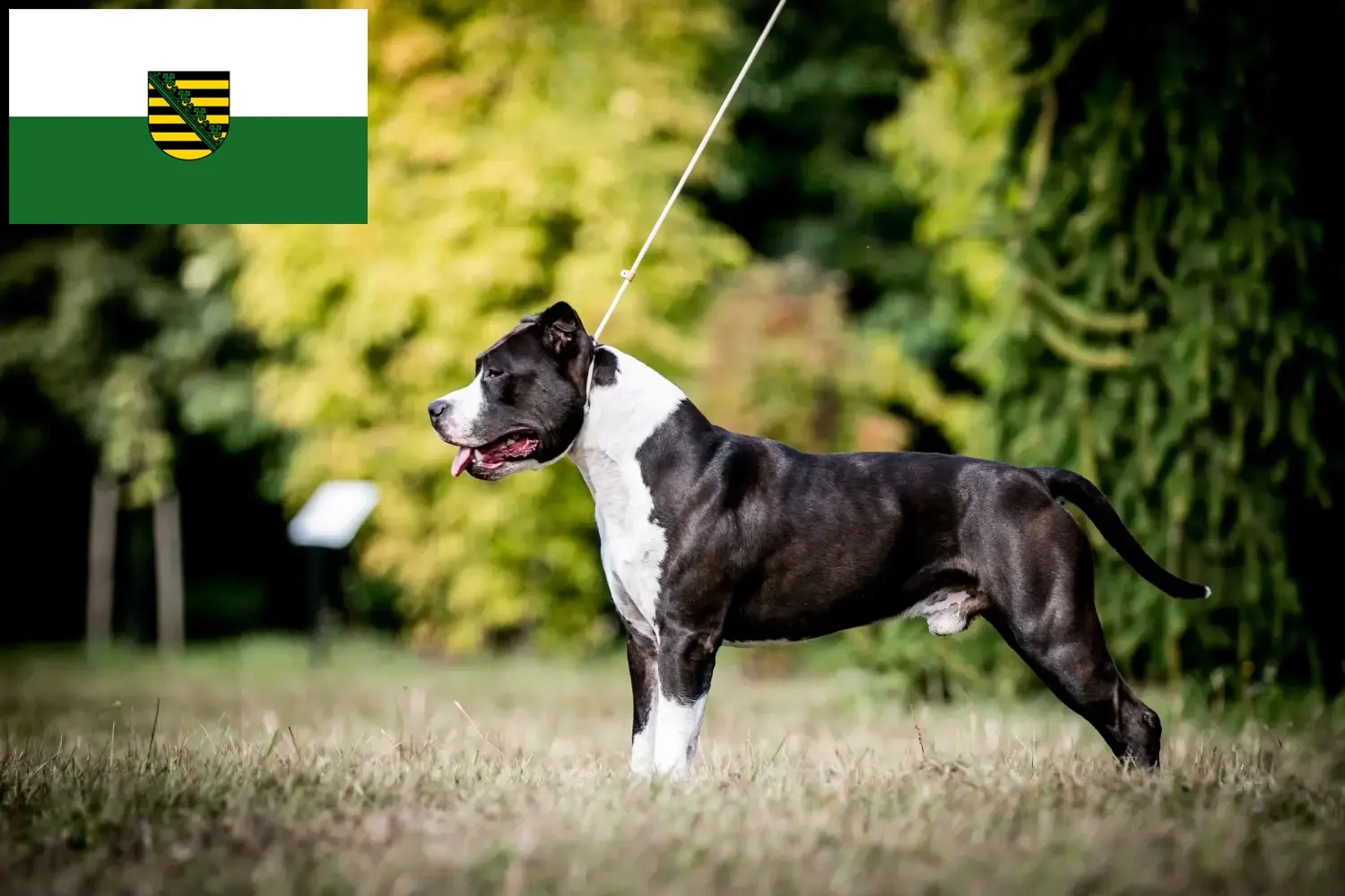 Scopri di più sull'articolo Allevatori di American Staffordshire Terrier e cuccioli in Sassonia