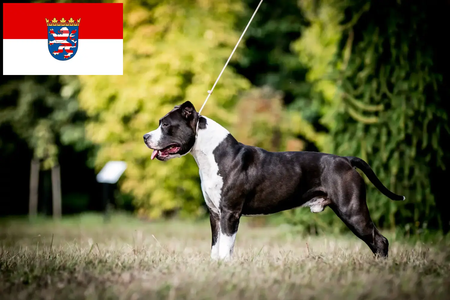 Scopri di più sull'articolo Allevatori di American Staffordshire Terrier e cuccioli a Hessen