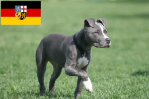 Scopri di più sull'articolo Allevatori di American Staffordshire Terrier e cuccioli in Saarland